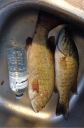 Filename=attachID_6401_postID_64599_xiaozui.jpg
Filesize=151KiB
Dimensions=640x971
Date added=Dec 02, 2016 attachID_6401_postID_64599_xiaozui.jpg