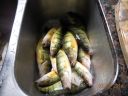 Filename=attachID_6505_postID_65869_DSCN3001.JPG
Filesize=294KiB
Dimensions=900x675
Date added=Dec 02, 2016 attachID_6505_postID_65869_DSCN3001.JPG