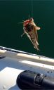 Filename=attachID_6925_postID_69978_perch1.jpg
Filesize=112KiB
Dimensions=640x1055
Date added=Dec 02, 2016 attachID_6925_postID_69978_perch1.jpg