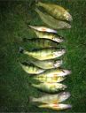 Filename=attachID_6926_postID_69978_perch2.jpg
Filesize=174KiB
Dimensions=640x841
Date added=Dec 02, 2016 attachID_6926_postID_69978_perch2.jpg