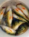 Filename=attachID_6927_postID_69978_perch3.jpg
Filesize=112KiB
Dimensions=640x789
Date added=Dec 02, 2016 attachID_6927_postID_69978_perch3.jpg
