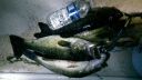 Filename=attachID_6939_postID_70203_20140819.jpg
Filesize=114KiB
Dimensions=739x418
Date added=Dec 02, 2016 attachID_6939_postID_70203_20140819.jpg