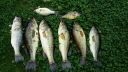 Filename=attachID_7032_postID_70947_fish.jpg
Filesize=689KiB
Dimensions=1536x864
Date added=Dec 02, 2016 attachID_7032_postID_70947_fish.jpg