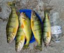 Filename=attachID_7278_postID_72661_perch.jpg
Filesize=259KiB
Dimensions=844x704
Date added=Dec 02, 2016 attachID_7278_postID_72661_perch.jpg