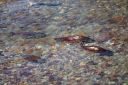 Filename=attachID_7406_postID_73493_salmon05.jpg
Filesize=77KiB
Dimensions=640x427
Date added=Dec 02, 2016 attachID_7406_postID_73493_salmon05.jpg
