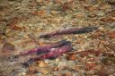Filename=attachID_7409_postID_73493_salmon03.jpg
Filesize=79KiB
Dimensions=640x427
Date added=Dec 02, 2016 attachID_7409_postID_73493_salmon03.jpg