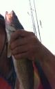 Filename=attachID_7443_postID_73858_IMG_1069.JPG
Filesize=51KiB
Dimensions=297x470
Date added=Dec 02, 2016 attachID_7443_postID_73858_IMG_1069.JPG