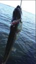 Filename=attachID_7516_postID_74299__0Bob08a.jpg
Filesize=147KiB
Dimensions=464x817
Date added=Dec 02, 2016 attachID_7516_postID_74299__0Bob08a.jpg