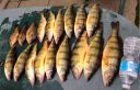 Filename=attachID_7622_postID_75425_many_perch0.jpg
Filesize=190KiB
Dimensions=991x640
Date added=Dec 02, 2016 attachID_7622_postID_75425_many_perch0.jpg