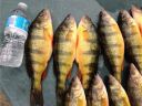 Filename=attachID_7623_postID_75425_many_perch.jpg
Filesize=157KiB
Dimensions=853x640
Date added=Dec 02, 2016 attachID_7623_postID_75425_many_perch.jpg