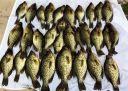 Filename=attachID_7647_postID_75688_crappies.JPG
Filesize=56KiB
Dimensions=523x372
Date added=Dec 02, 2016 attachID_7647_postID_75688_crappies.JPG