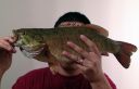 Filename=attachID_7650_postID_75821_Bass20140916.jpg
Filesize=393KiB
Dimensions=800x518
Date added=Dec 02, 2016 attachID_7650_postID_75821_Bass20140916.jpg