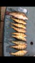 Filename=attachID_7660_postID_75987_image.jpg
Filesize=244KiB
Dimensions=640x1136
Date added=Dec 02, 2016 attachID_7660_postID_75987_image.jpg