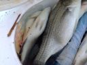 Filename=attachID_7801_postID_77138_sbass3.jpg
Filesize=59KiB
Dimensions=640x480
Date added=Dec 02, 2016 attachID_7801_postID_77138_sbass3.jpg