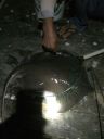 Filename=attachID_8242_postID_80056_image.jpg
Filesize=138KiB
Dimensions=640x853
Date added=Dec 02, 2016 attachID_8242_postID_80056_image.jpg