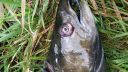 attachID_8279_postID_80273_2014-10-0420_43_12.jpg