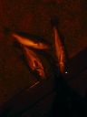 Filename=attachID_8291_postID_80371_image.jpg
Filesize=79KiB
Dimensions=900x1200
Date added=Dec 02, 2016 attachID_8291_postID_80371_image.jpg