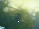 Filename=attachID_8326_postID_80875_gan2.jpg
Filesize=104KiB
Dimensions=1126x845
Date added=Dec 02, 2016 attachID_8326_postID_80875_gan2.jpg