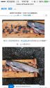 Filename=attachID_8338_postID_80941_image.jpg
Filesize=277KiB
Dimensions=640x1136
Date added=Dec 02, 2016 attachID_8338_postID_80941_image.jpg