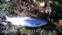 Filename=attachID_8426_postID_81662_DSC_0114.jpg
Filesize=236KiB
Dimensions=1200x675
Date added=Dec 02, 2016 attachID_8426_postID_81662_DSC_0114.jpg