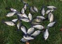 Filename=attachID_8938_postID_85098_crappie002.jpg
Filesize=259KiB
Dimensions=1200x856
Date added=Dec 02, 2016 attachID_8938_postID_85098_crappie002.jpg
