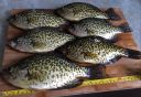 Filename=attachID_8939_postID_85098_crappie003.jpg
Filesize=157KiB
Dimensions=1200x831
Date added=Dec 02, 2016 attachID_8939_postID_85098_crappie003.jpg