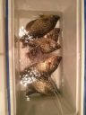 Filename=attachID_8971_postID_85343_CAM01355.jpg
Filesize=125KiB
Dimensions=900x1200
Date added=Dec 02, 2016 attachID_8971_postID_85343_CAM01355.jpg