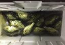 Filename=attachID_8989_postID_85462_crappie006.jpg
Filesize=255KiB
Dimensions=1152x818
Date added=Dec 02, 2016 attachID_8989_postID_85462_crappie006.jpg