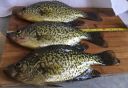 Filename=attachID_8990_postID_85462_crappie007.jpg
Filesize=321KiB
Dimensions=1152x797
Date added=Dec 02, 2016 attachID_8990_postID_85462_crappie007.jpg