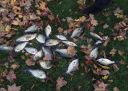 Filename=attachID_9090_postID_86245_crappie008.jpg
Filesize=470KiB
Dimensions=1152x822
Date added=Dec 02, 2016 attachID_9090_postID_86245_crappie008.jpg