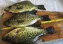 Filename=attachID_9092_postID_86245_crappie010.jpg
Filesize=380KiB
Dimensions=1152x818
Date added=Dec 02, 2016 attachID_9092_postID_86245_crappie010.jpg