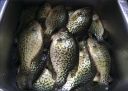 Filename=attachID_9093_postID_86245_crappie011.jpg
Filesize=299KiB
Dimensions=1152x825
Date added=Dec 02, 2016 attachID_9093_postID_86245_crappie011.jpg
