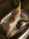 Filename=attachID_9111_postID_86365_image.jpg
Filesize=159KiB
Dimensions=640x853
Date added=Dec 02, 2016 attachID_9111_postID_86365_image.jpg