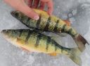 Filename=attachID_9429_postID_88987_e3.jpg
Filesize=204KiB
Dimensions=1111x833
Date added=Dec 02, 2016 attachID_9429_postID_88987_e3.jpg