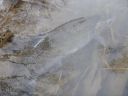 Filename=attachID_9526_postID_89907_Released_2.JPG
Filesize=102KiB
Dimensions=1200x900
Date added=Dec 02, 2016 attachID_9526_postID_89907_Released_2.JPG