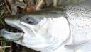 Filename=attachID_9690_postID_91213_Steelhead1.jpg
Filesize=89KiB
Dimensions=935x546
Date added=Dec 02, 2016 attachID_9690_postID_91213_Steelhead1.jpg