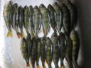Filename=attachID_9786_postID_91925_sweden_perch4.jpg
Filesize=219KiB
Dimensions=1094x821
Date added=Dec 02, 2016 attachID_9786_postID_91925_sweden_perch4.jpg
