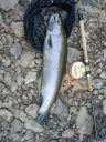 Filename=attachID_9826_postID_92288_IMG_2014120431954.jpg
Filesize=130KiB
Dimensions=576x768
Date added=Dec 02, 2016 attachID_9826_postID_92288_IMG_2014120431954.jpg
