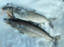 Filename=attachID_9956_postID_93289_laker_whitefish.jpg
Filesize=251KiB
Dimensions=1151x863
Date added=Dec 02, 2016 attachID_9956_postID_93289_laker_whitefish.jpg