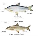 Filename=attachID_9962_postID_93372_whitefish.jpg
Filesize=101KiB
Dimensions=725x696
Date added=Dec 02, 2016 attachID_9962_postID_93372_whitefish.jpg
